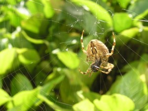 Orb Spider outside my window