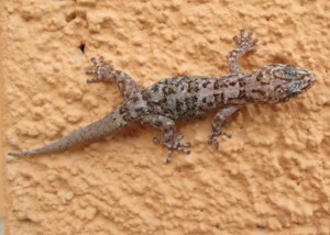 Baja House Gecko 