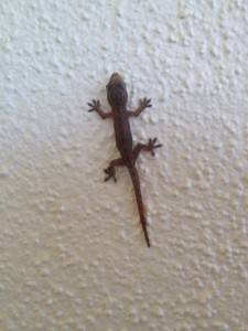 Baja House Gecko