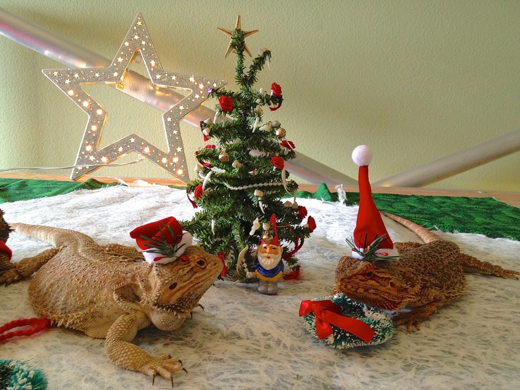 Christmas Lizards and Gnome 2