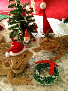 The Spirit of Christmas, Lizards