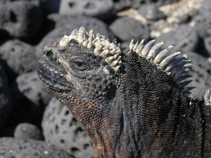 Close Up of a Marine Iguana - Galapagos Islands