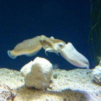 Cuttlefish Courting Dance