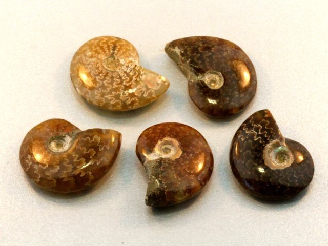 Fossilized Ammonite Shells
