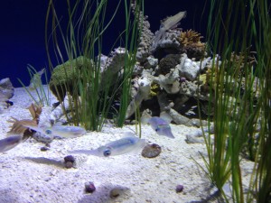 Irridescent Squid Monterery Bay Aquarium