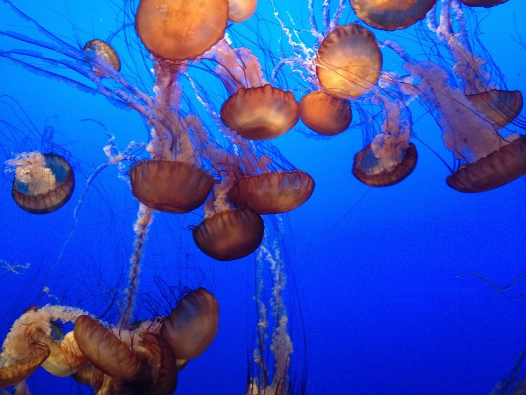 Jellyfish - Monterery Bay Aquarium - photo by Andrew Beierle