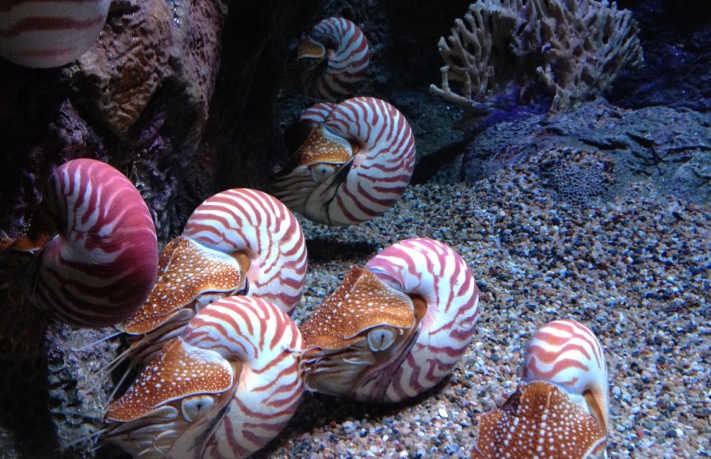 Nautilus - Monterery Bay Aquarium
