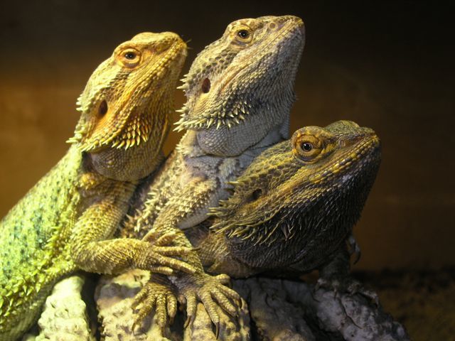 Our Three Bearded Dragon's