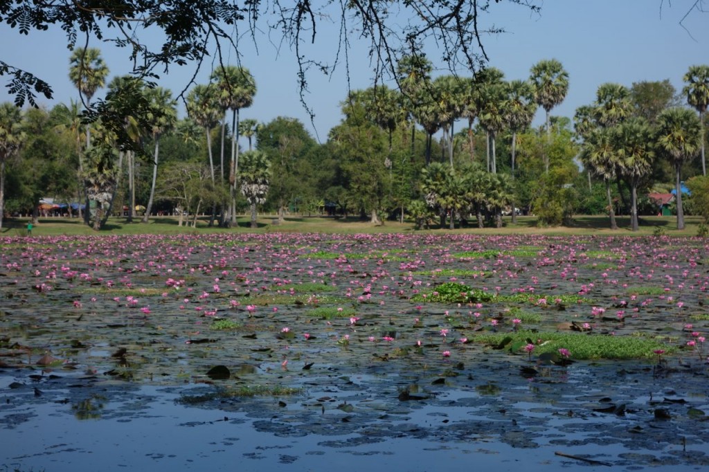 Lotus flower lake, Cambodia
