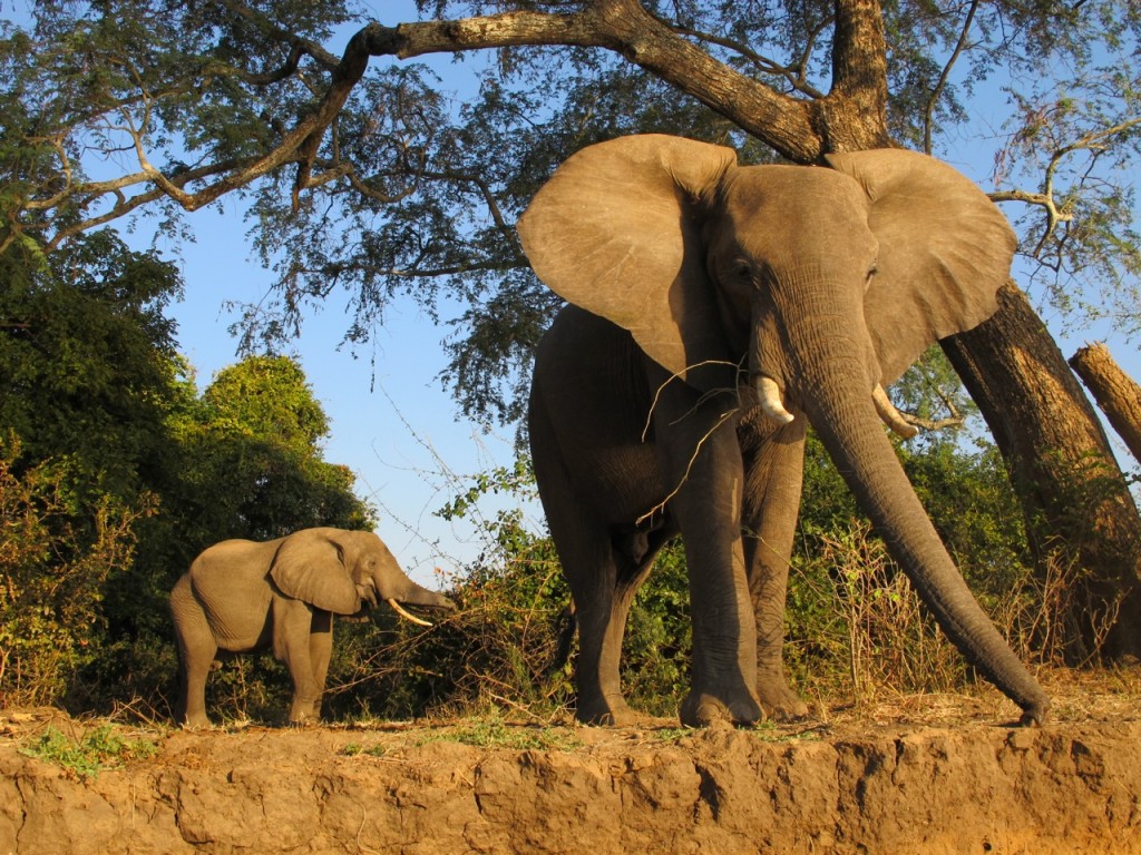 Elephants, Ruckomechi, Zimbabwe
