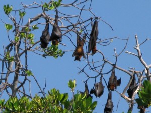 Fruit Bats, Flores, Indonesia 2008