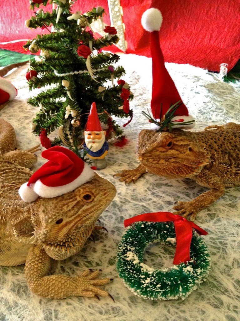 the lizards celebrate the holidays at marty magic