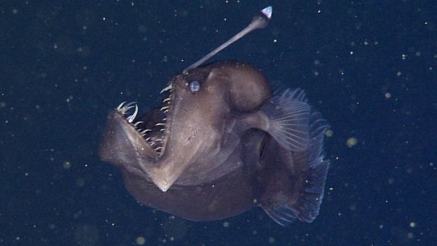 Black Sea Devil Anglerfish - Photograph by the Monterey Bay Aquarium