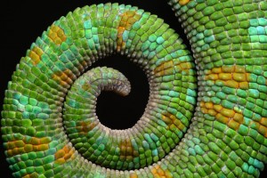 Chameleon tail -  http://macrojunkie.deviantart.com 