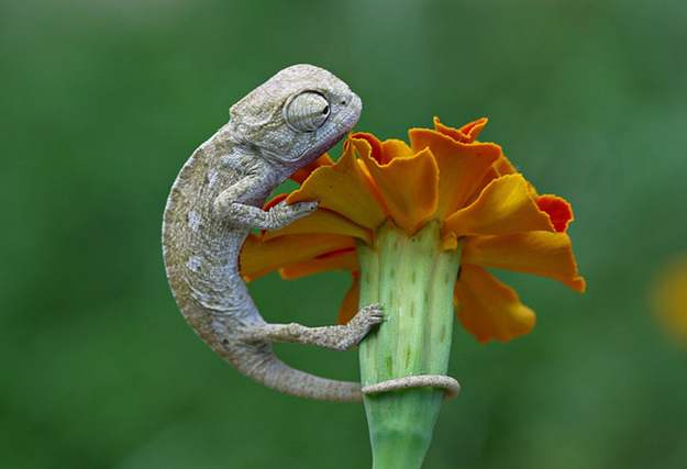Madagascar Mystic Chameleon