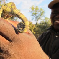 Our Guide finds a Chameleon, 2011