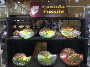 Canadian Ammonites
