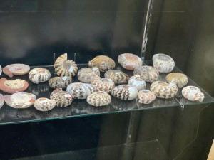 Timor Ammonites