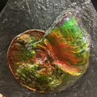 Opalized Canadian Ammolite Fossil
