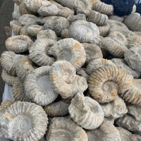 A bin of fossilized Ammonites