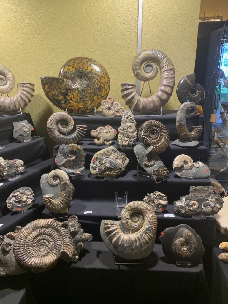 Ammonite Fossils - Tucson 2020
