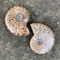 Jade Pattern Ammonites