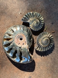 Pyritized Ammonite and two Negative pyritized Ammonites