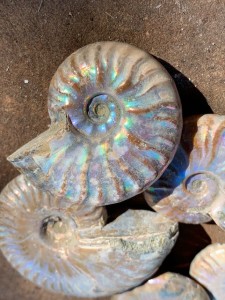 Opalized Ammonite Fossils
