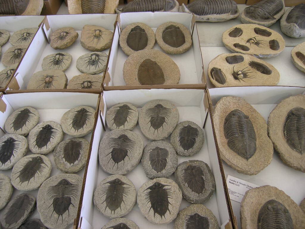 2010 Trilobite Treasures