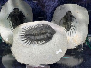 Trilobite Specimines