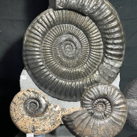 Brittish Ammonites