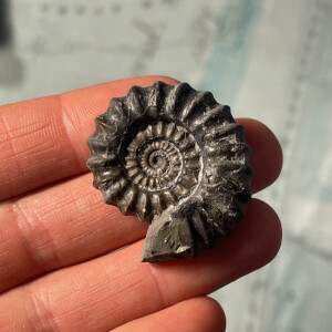 British Lower Jurassic Ammonite 