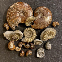 Ammonite and Nautili Collection