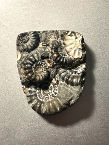 Marston Marble Ammonite Cluster