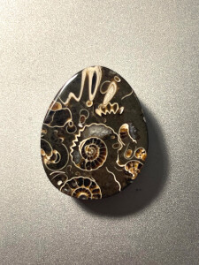 Polished Marston Marble Ammonite Cluster 