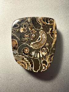 Polished Marston Marble Ammonite Cluster 