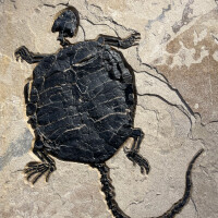 Fossilized Turtle