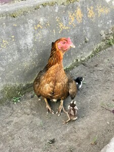 2017 Mother and baby chicks -Bajawa City, Flores, Indonesia