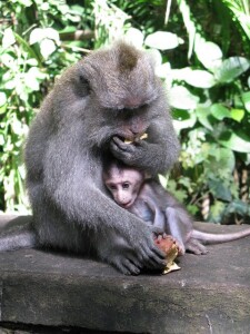 Balinese long-tailed macaque monkeys - Ubud Bali