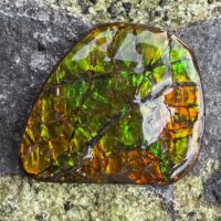 Dragon Mail - Canadian Ammoloite -139.5 Ct